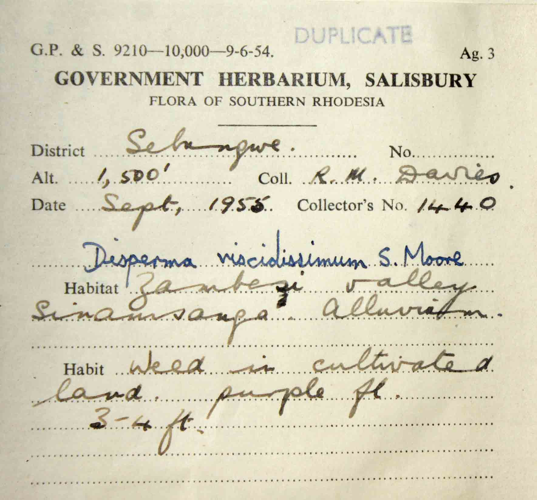 Duosperma quadrangulare Duosperma quadrangulare