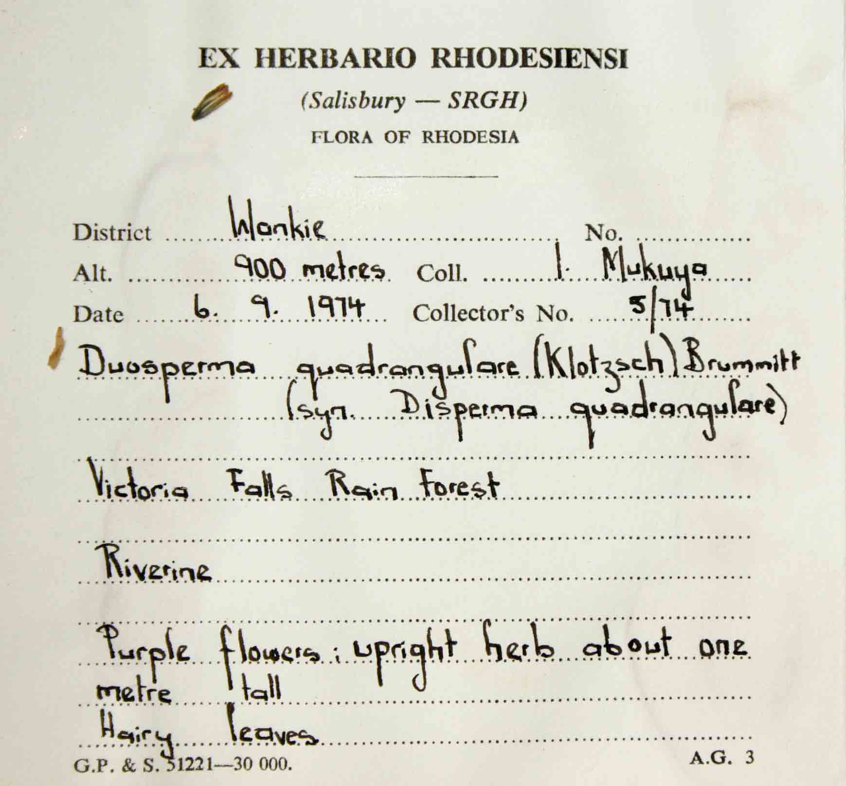 Duosperma quadrangulare Duosperma quadrangulare