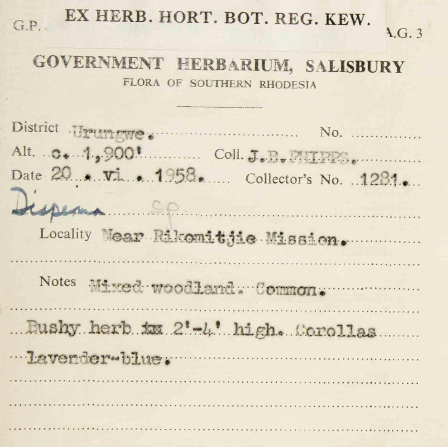 Duosperma quadrangulare Duosperma quadrangulare