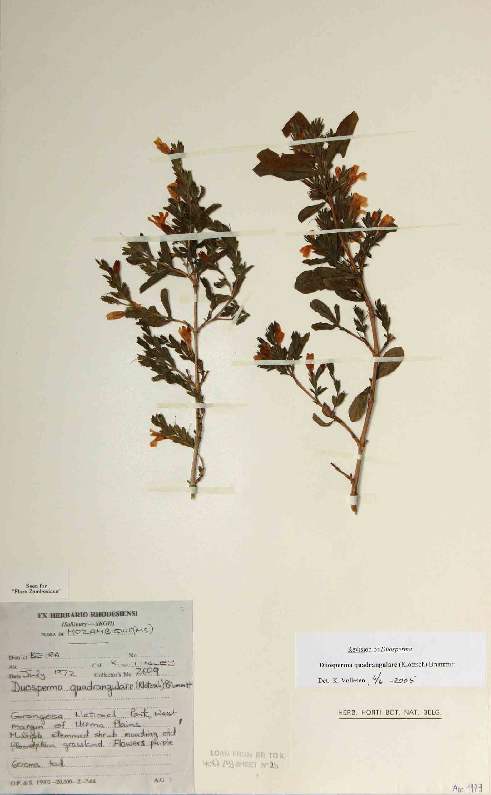 Duosperma quadrangulare Duosperma quadrangulare