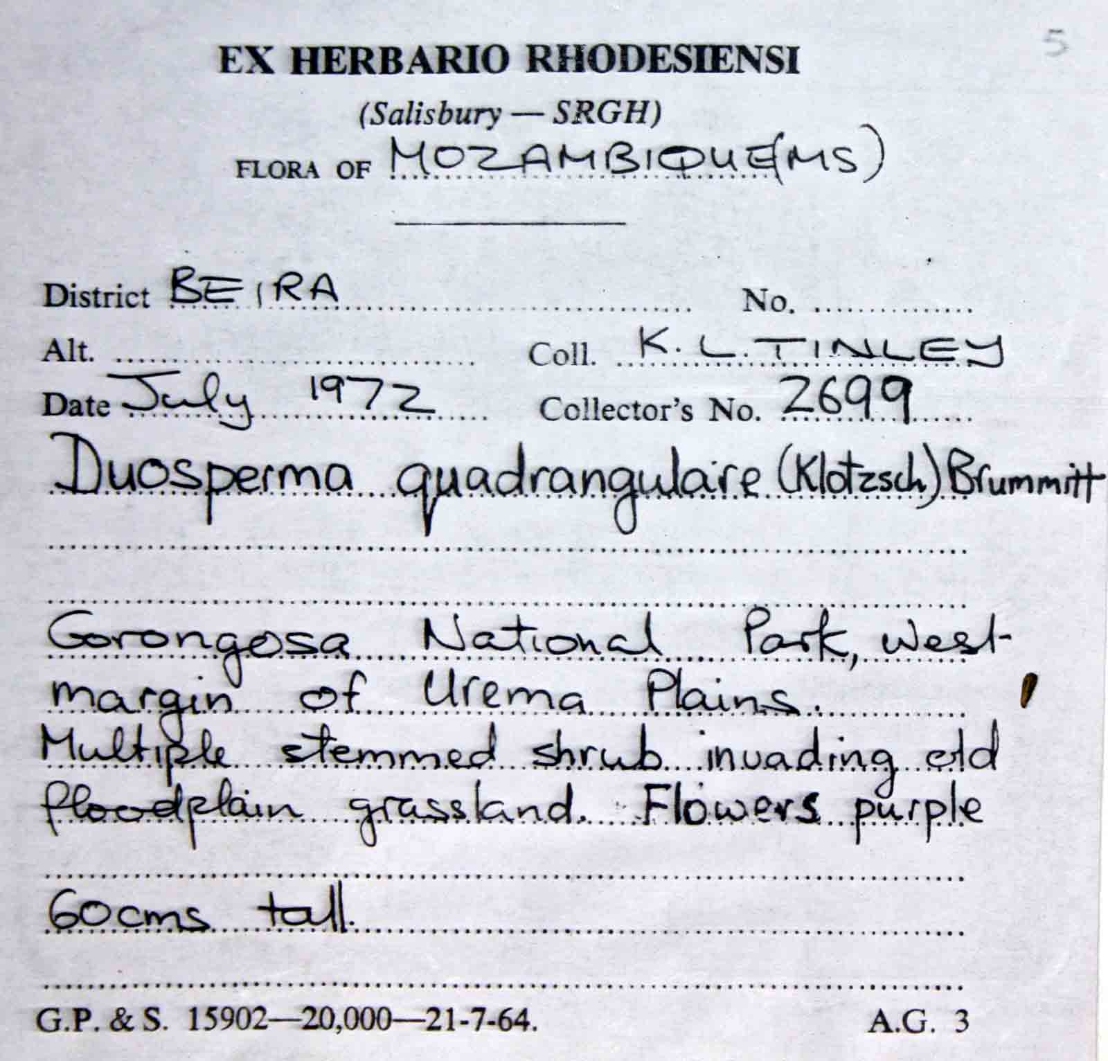 Duosperma quadrangulare Duosperma quadrangulare