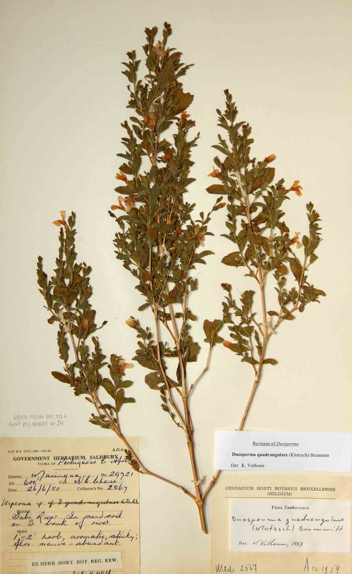 Duosperma quadrangulare Duosperma quadrangulare