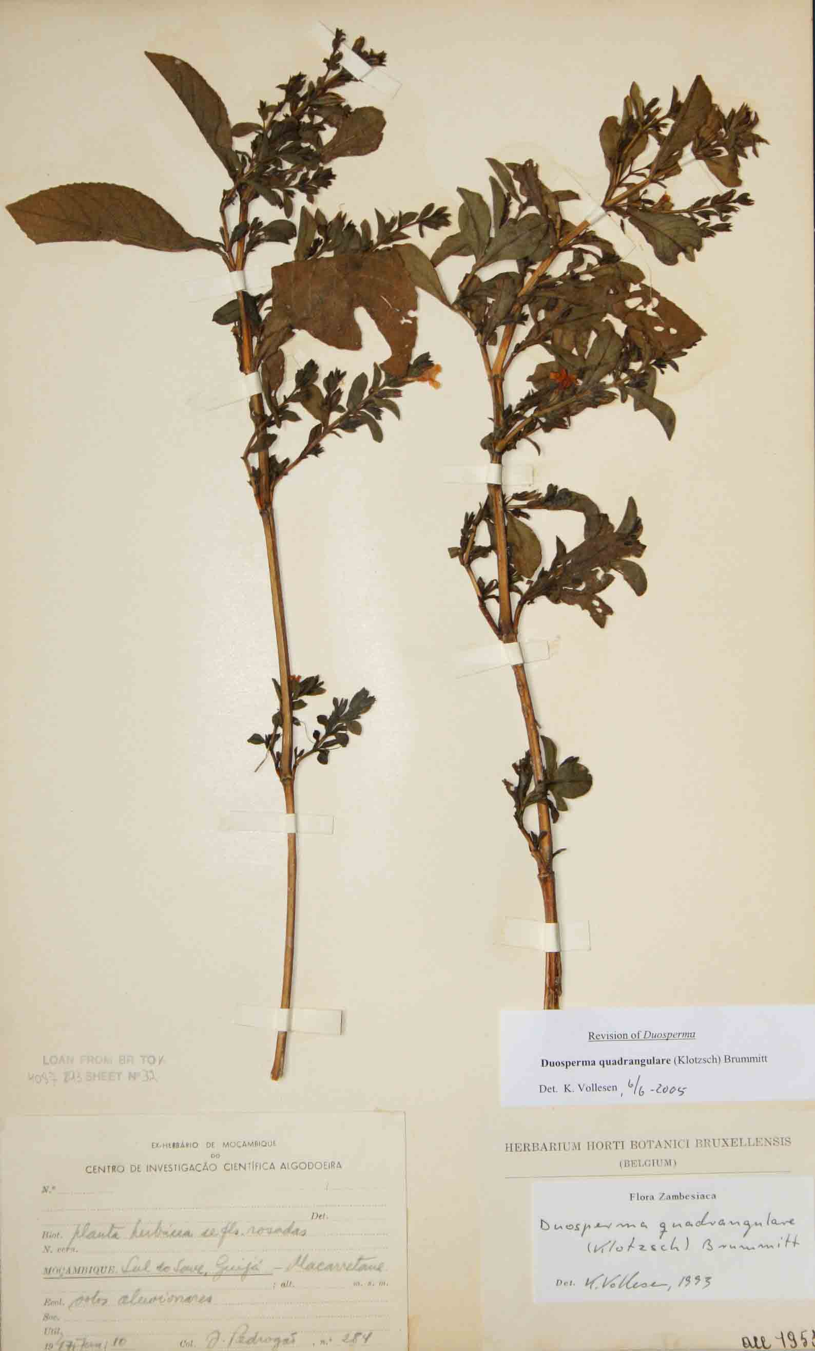 Duosperma quadrangulare Duosperma quadrangulare