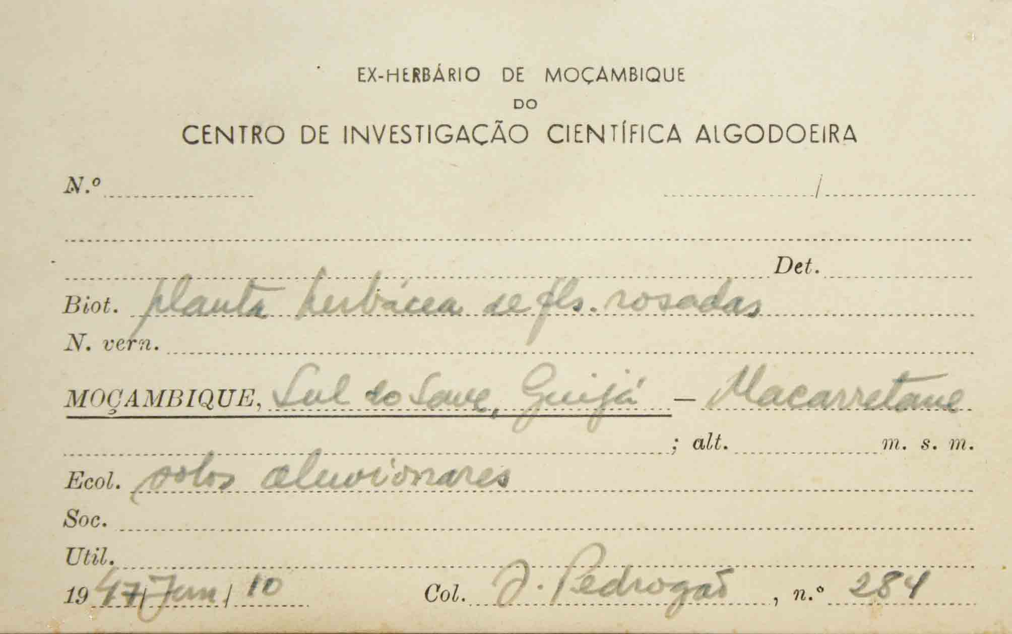 Duosperma quadrangulare Duosperma quadrangulare