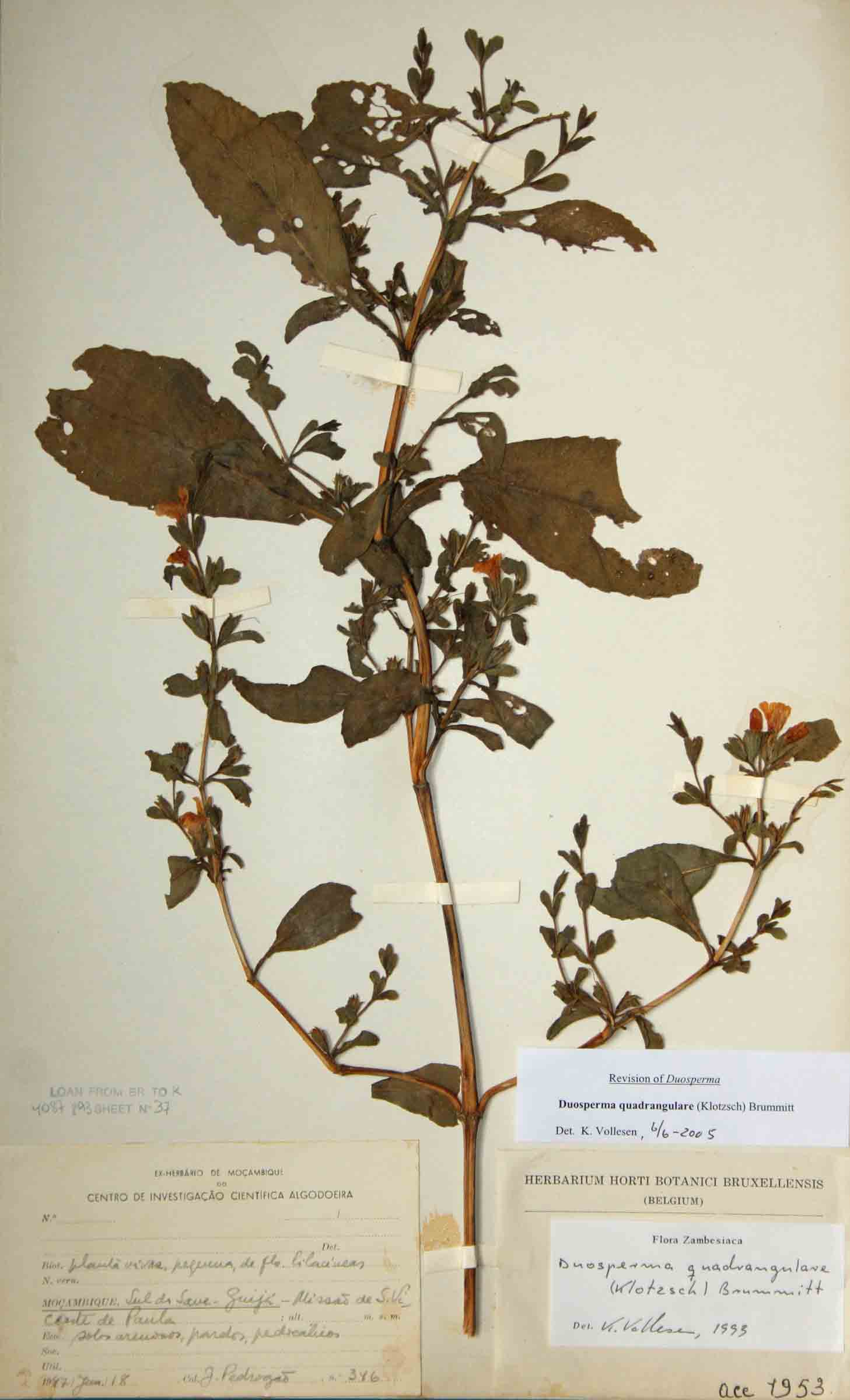 Duosperma quadrangulare Duosperma quadrangulare