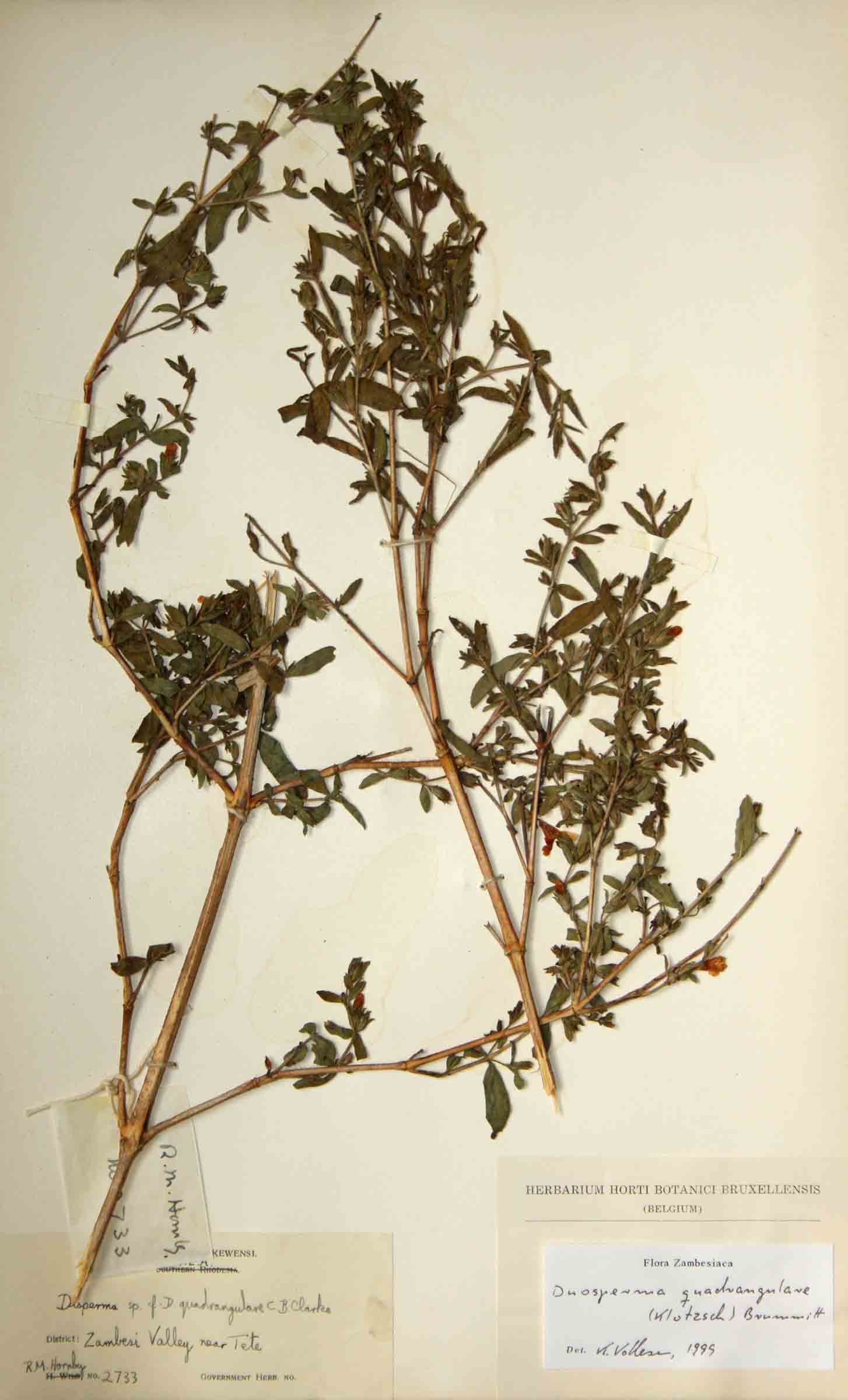 Duosperma quadrangulare Duosperma quadrangulare