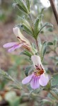 Duosperma quadrangulare