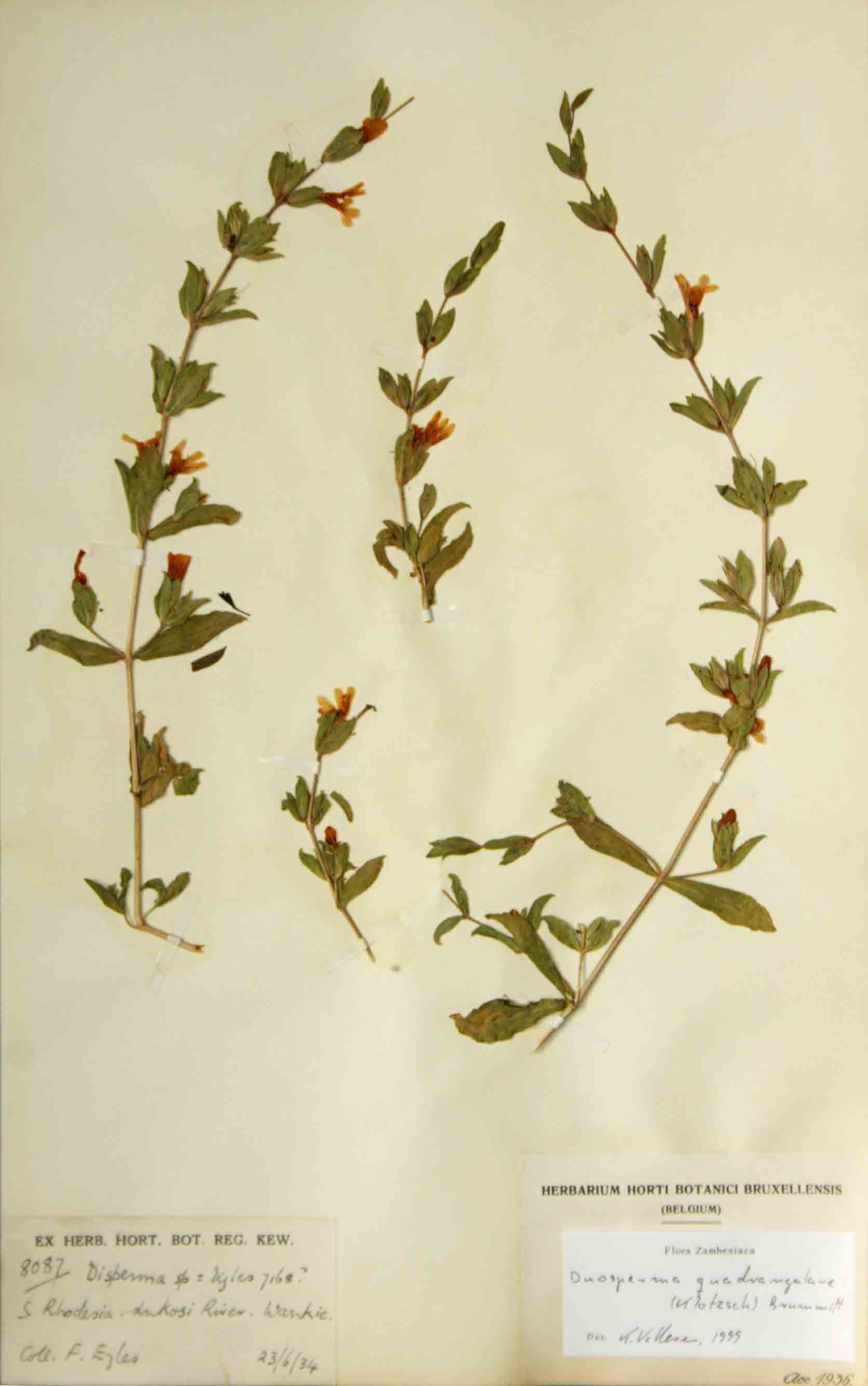 Duosperma quadrangulare Duosperma quadrangulare