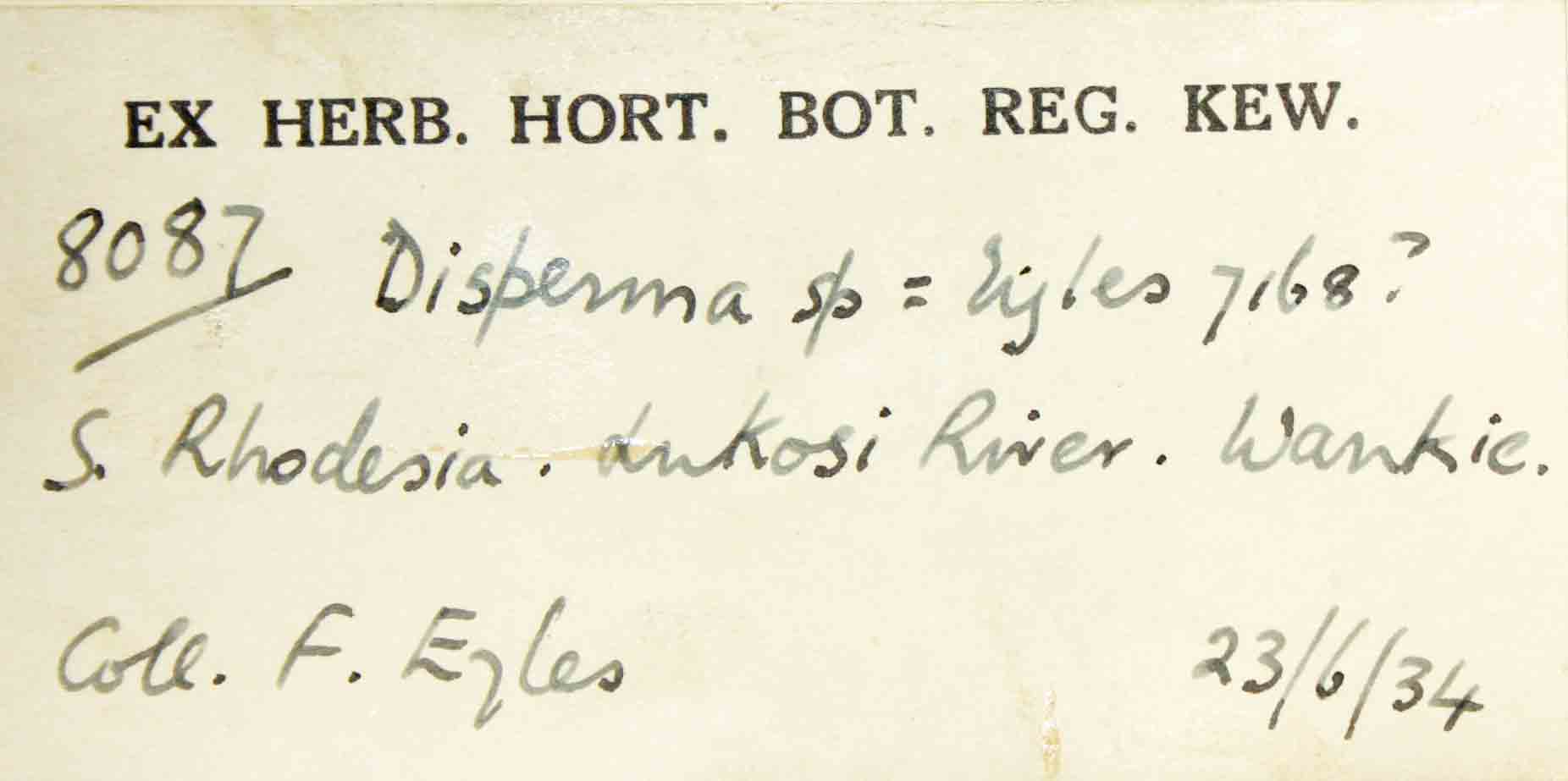 Duosperma quadrangulare Duosperma quadrangulare