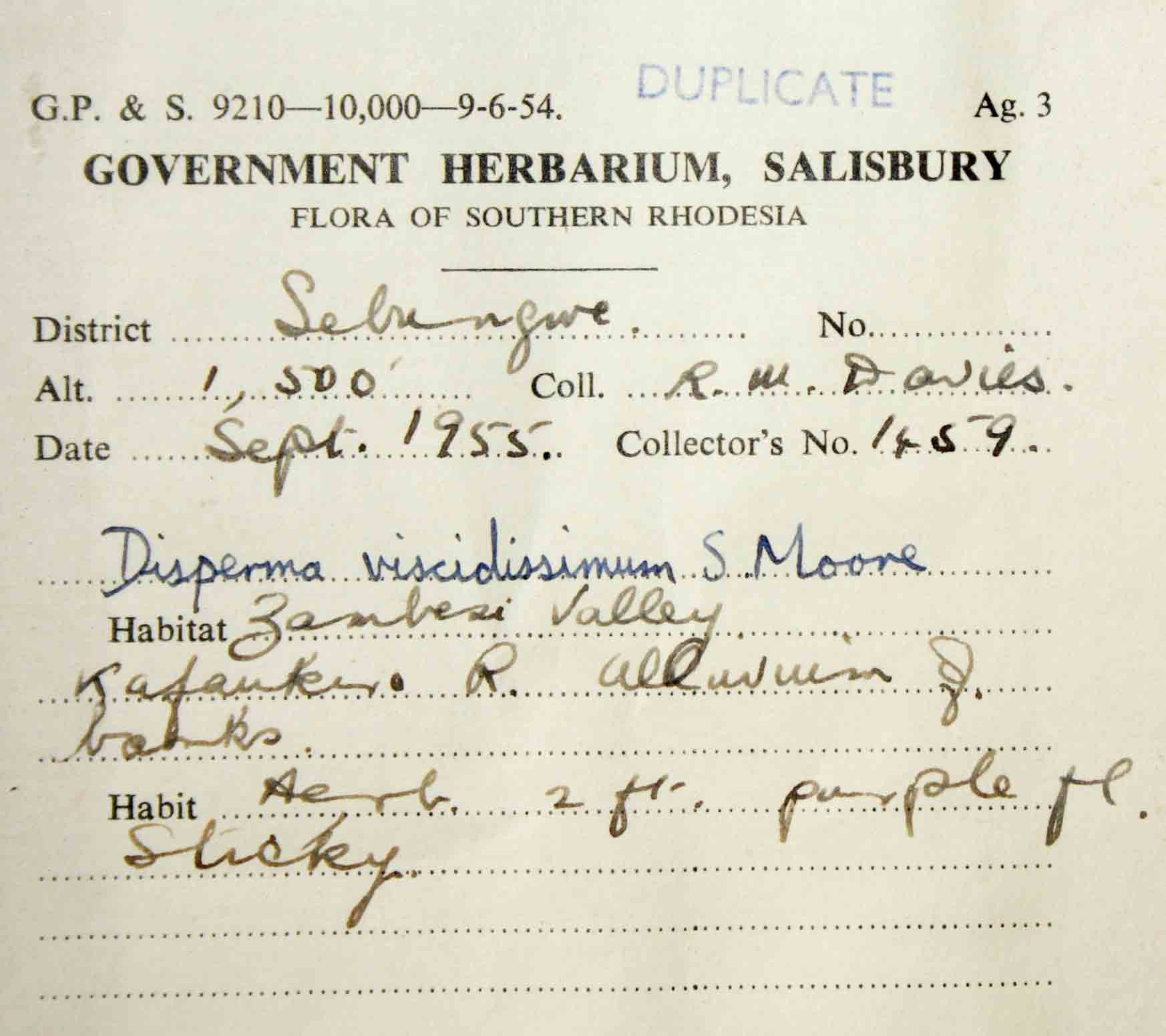 Duosperma quadrangulare Duosperma quadrangulare