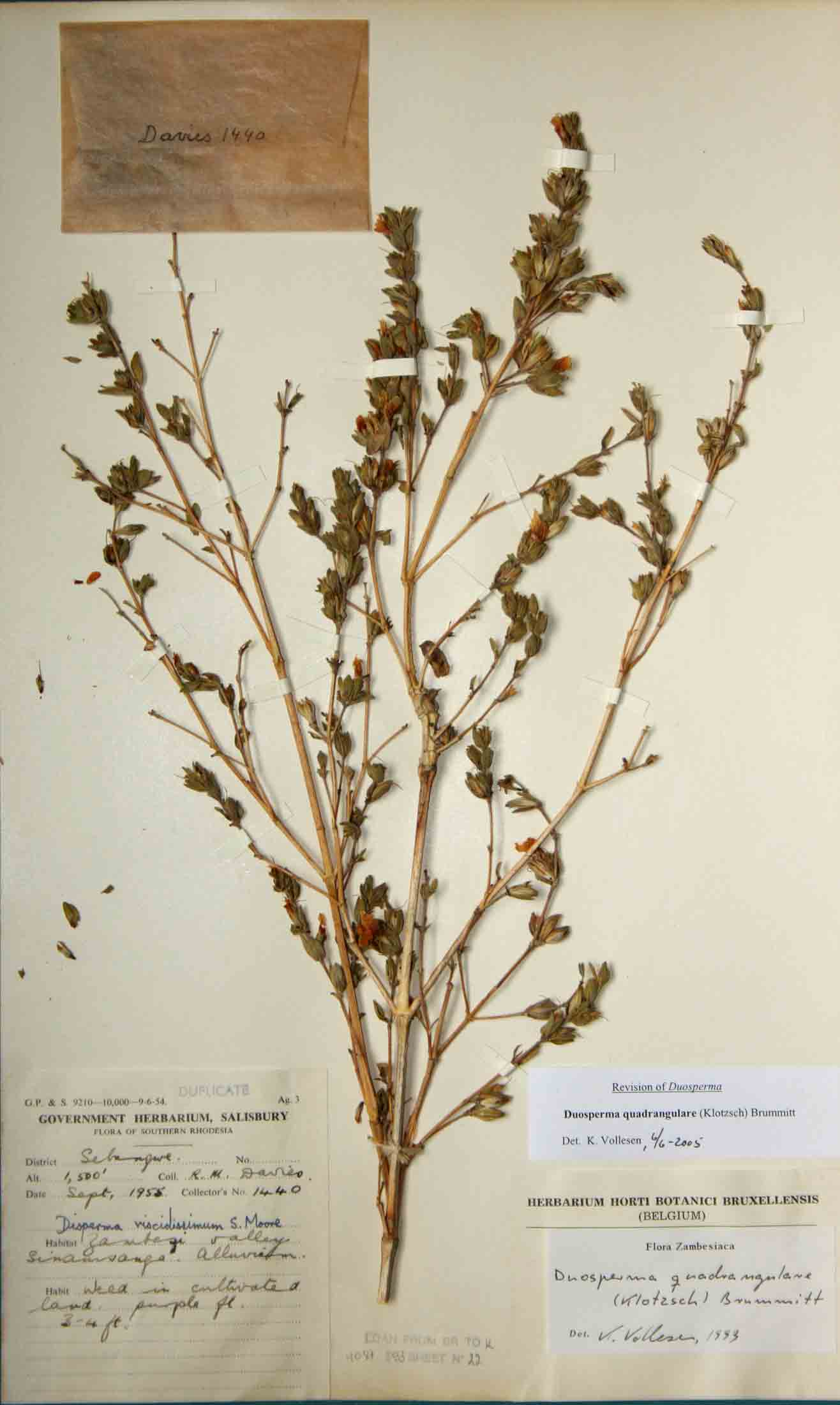 Duosperma quadrangulare Duosperma quadrangulare