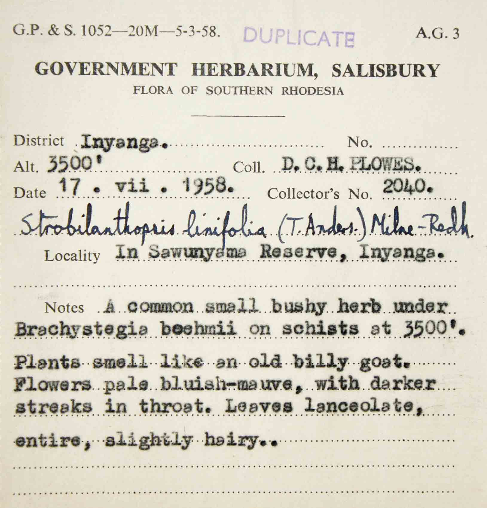 Strobilanthopsis linifolia Strobilanthopsis linifolia