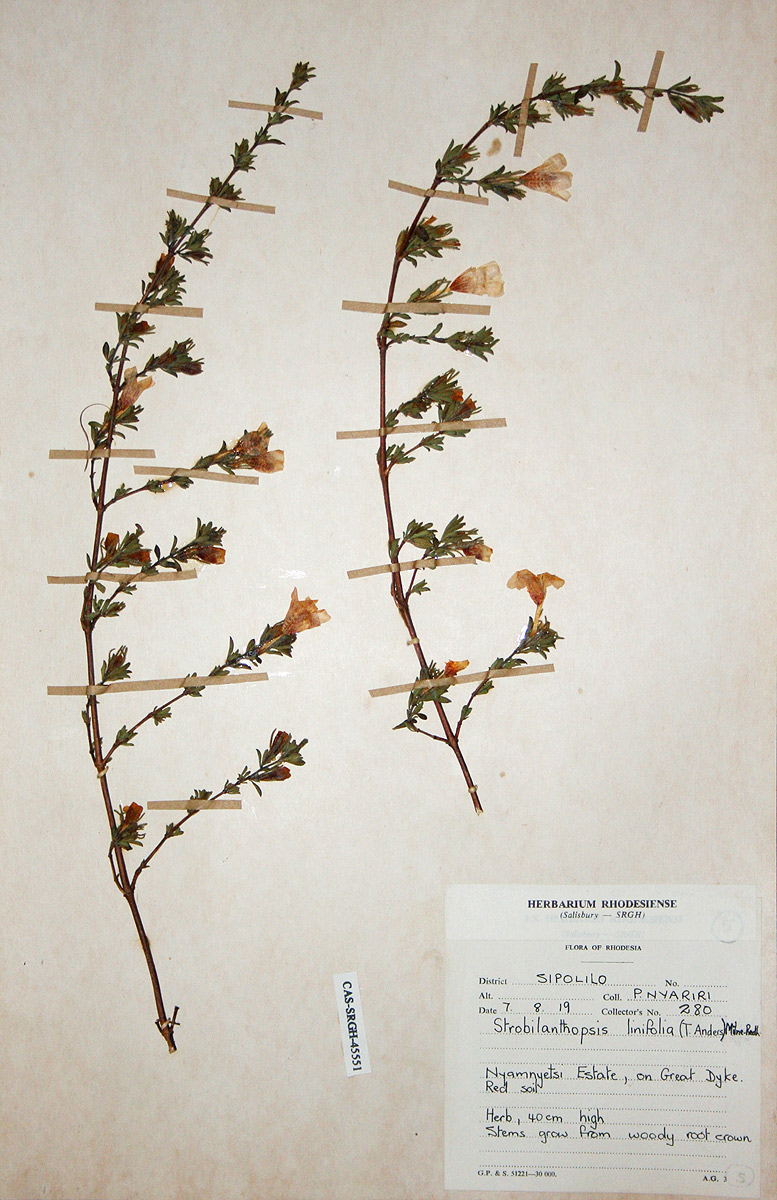 Strobilanthopsis linifolia Strobilanthopsis linifolia