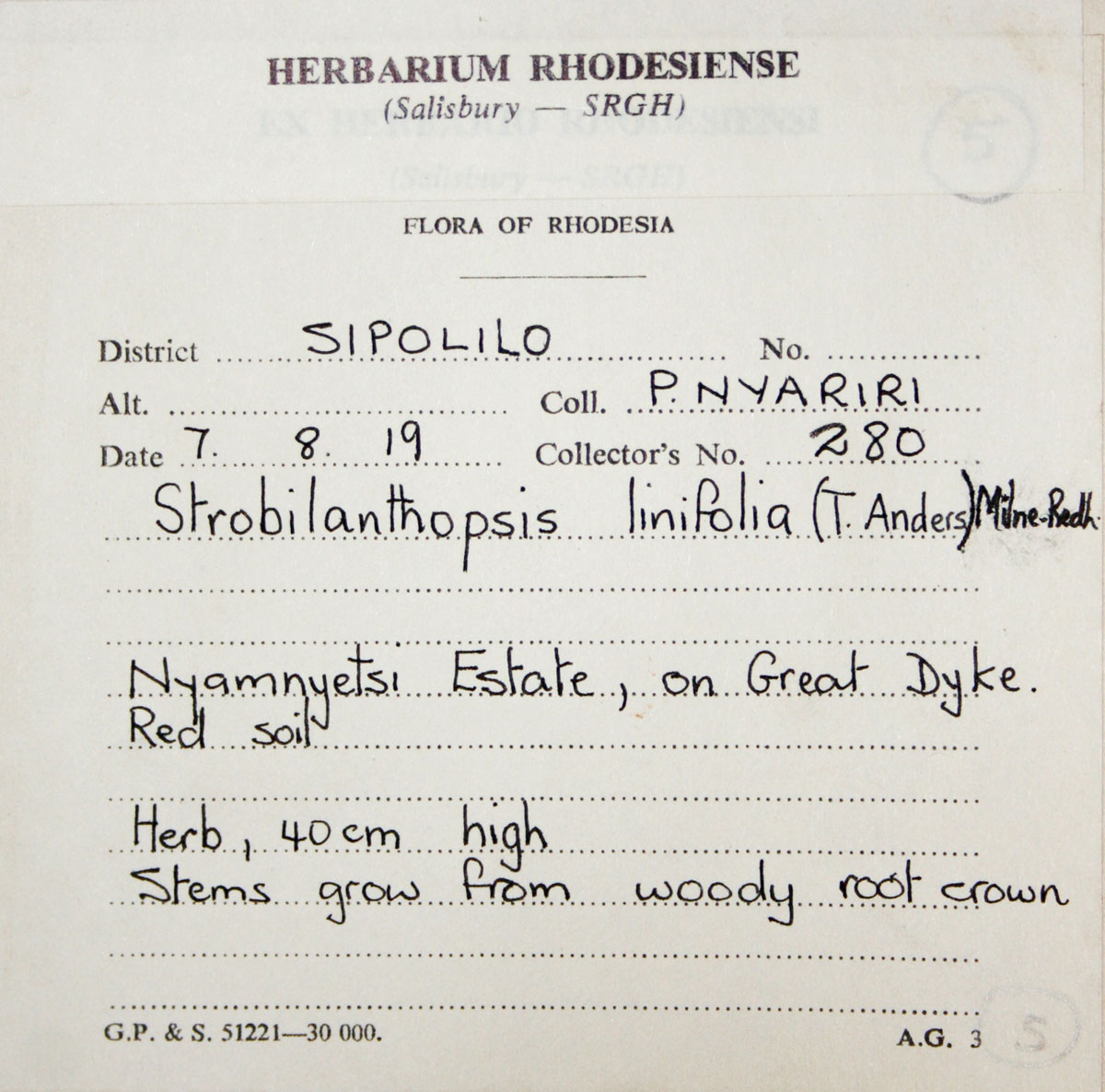 Strobilanthopsis linifolia Strobilanthopsis linifolia