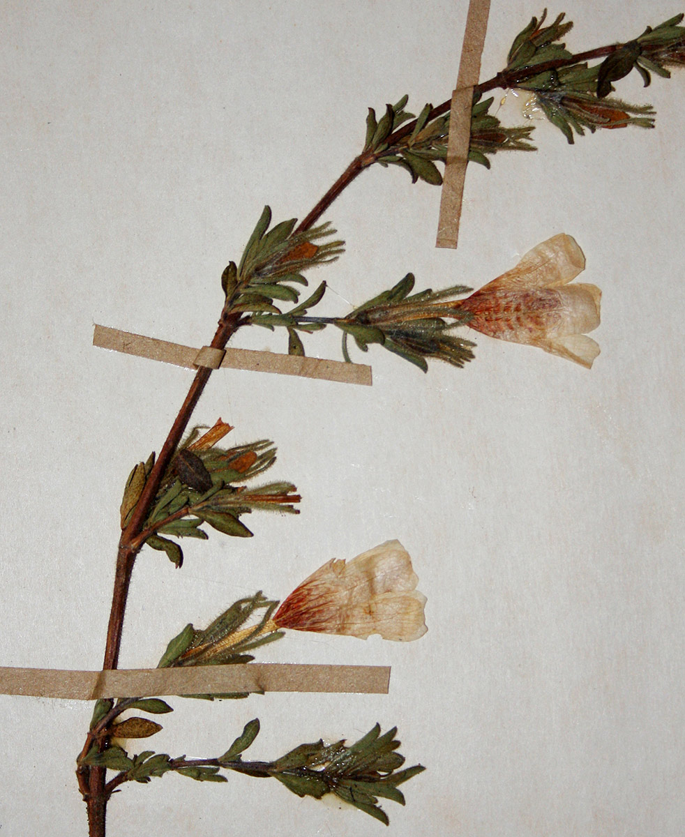 Strobilanthopsis linifolia Strobilanthopsis linifolia