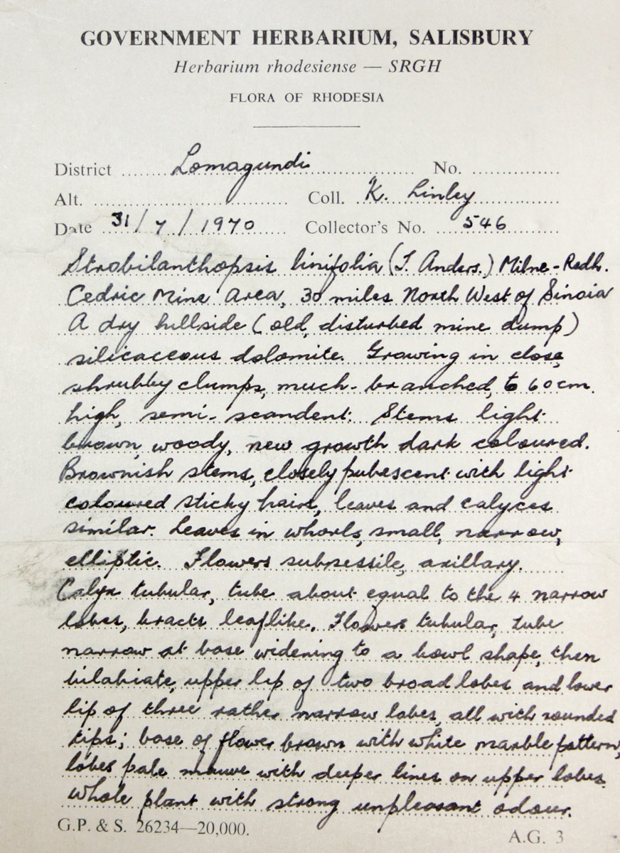 Strobilanthopsis linifolia Strobilanthopsis linifolia