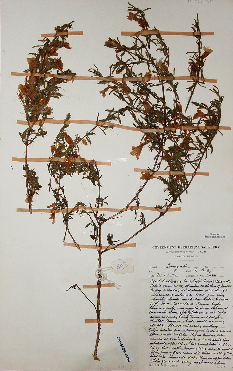 Strobilanthopsis linifolia Strobilanthopsis linifolia