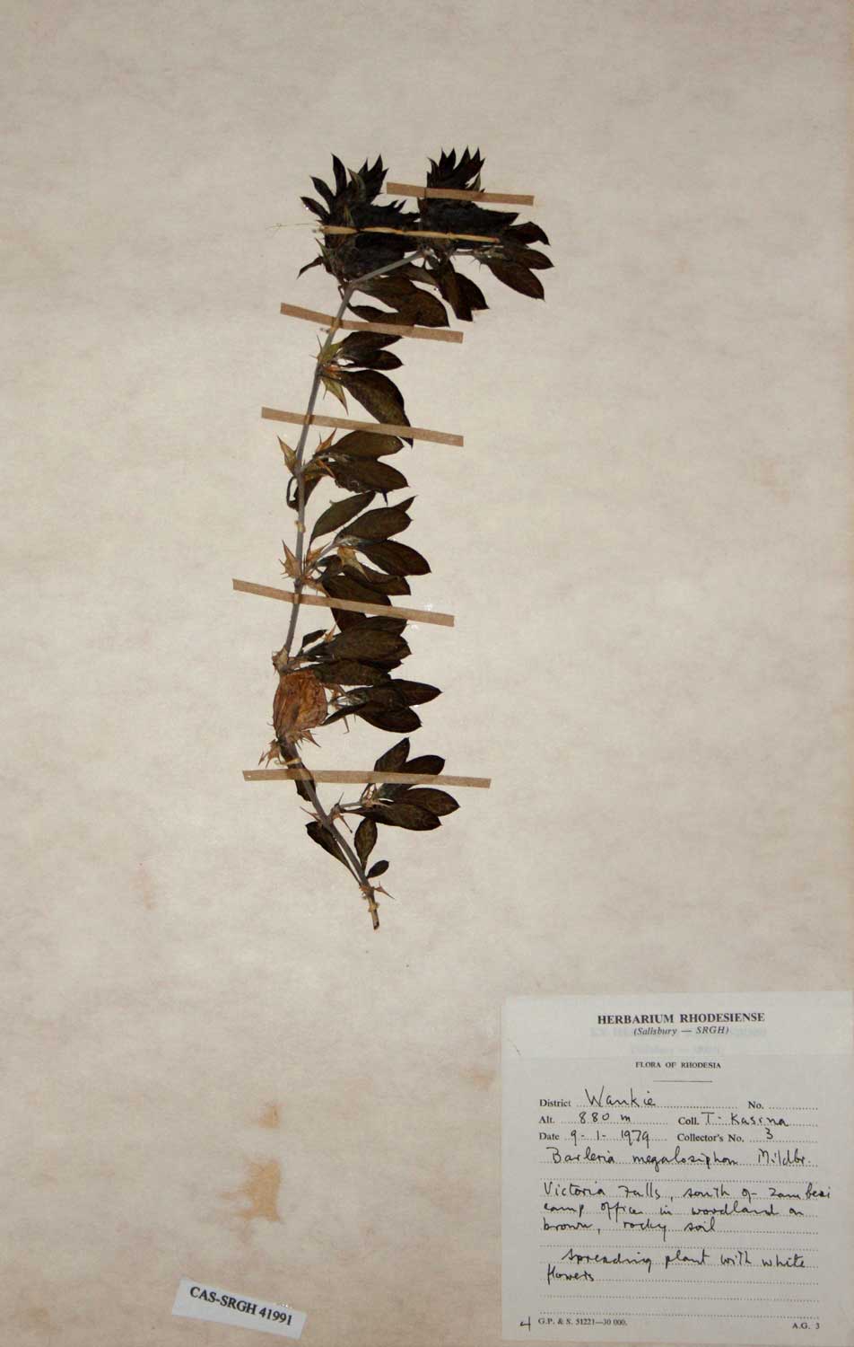 Barleria capitata Barleria capitata