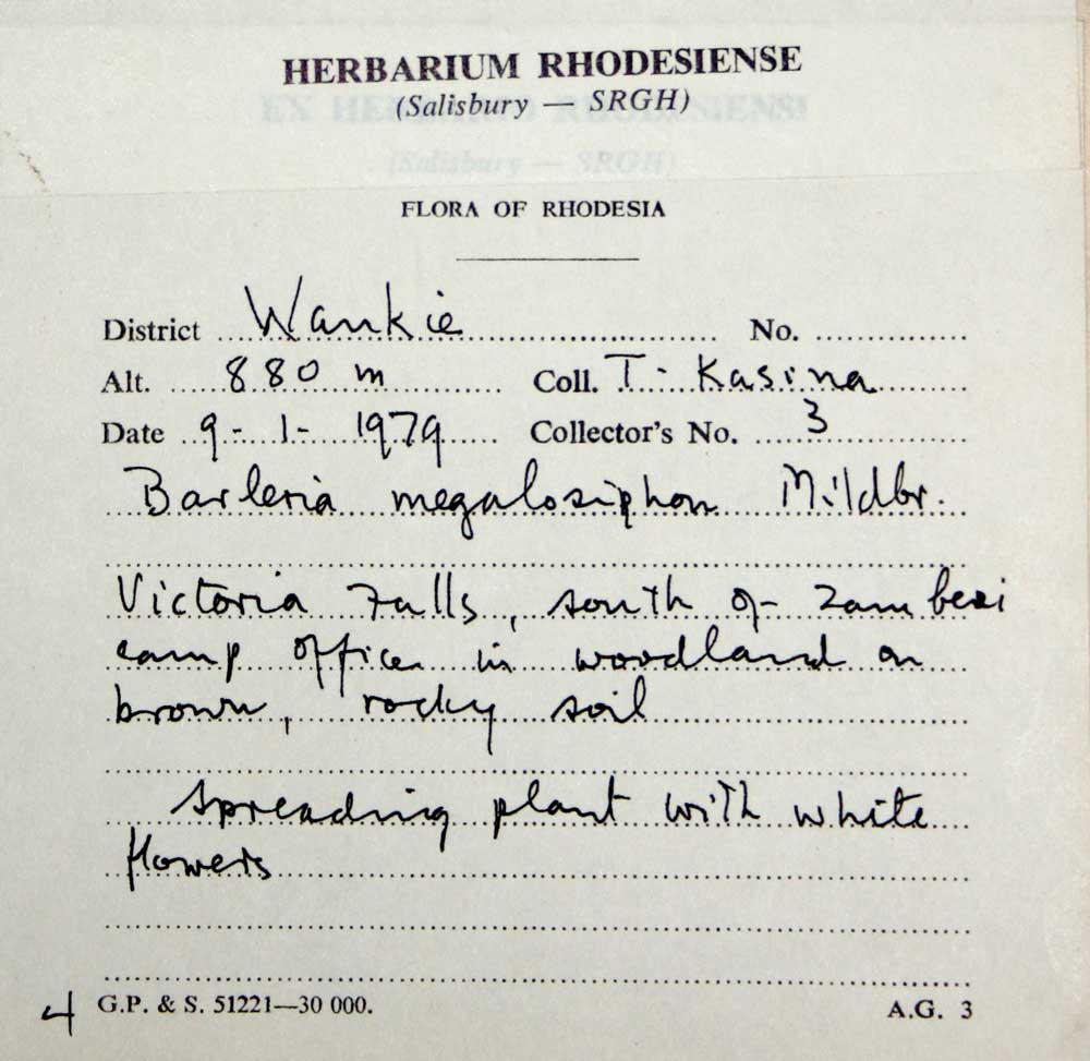 Barleria capitata Barleria capitata