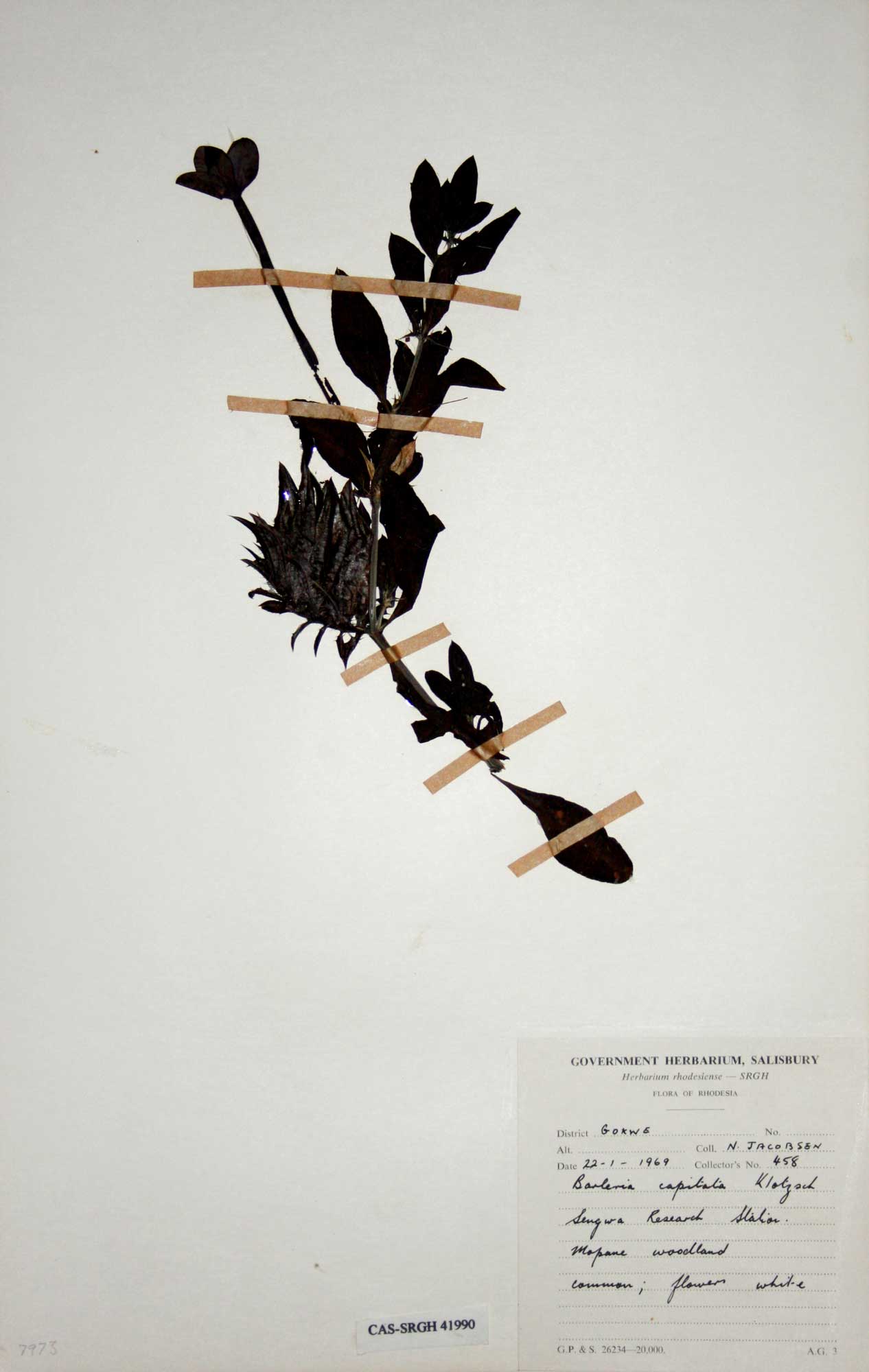 Barleria capitata Barleria capitata