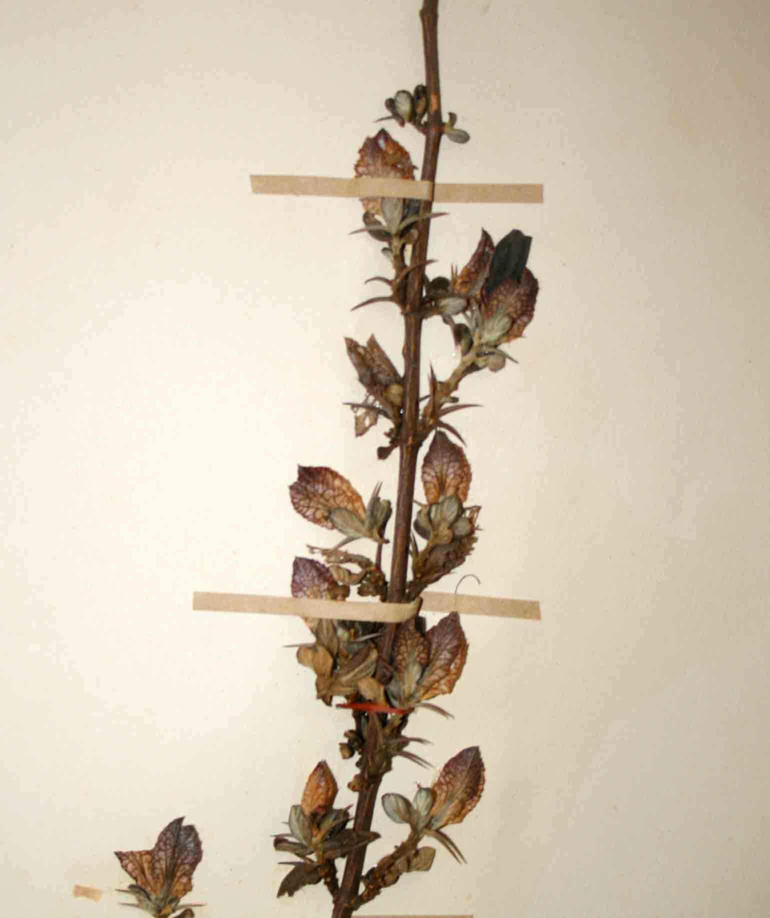 Barleria crassa subsp. crassa Barleria crassa subsp. crassa