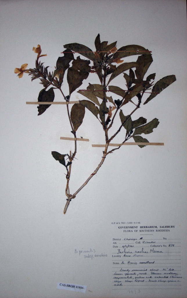 Barleria ameliae Barleria ameliae