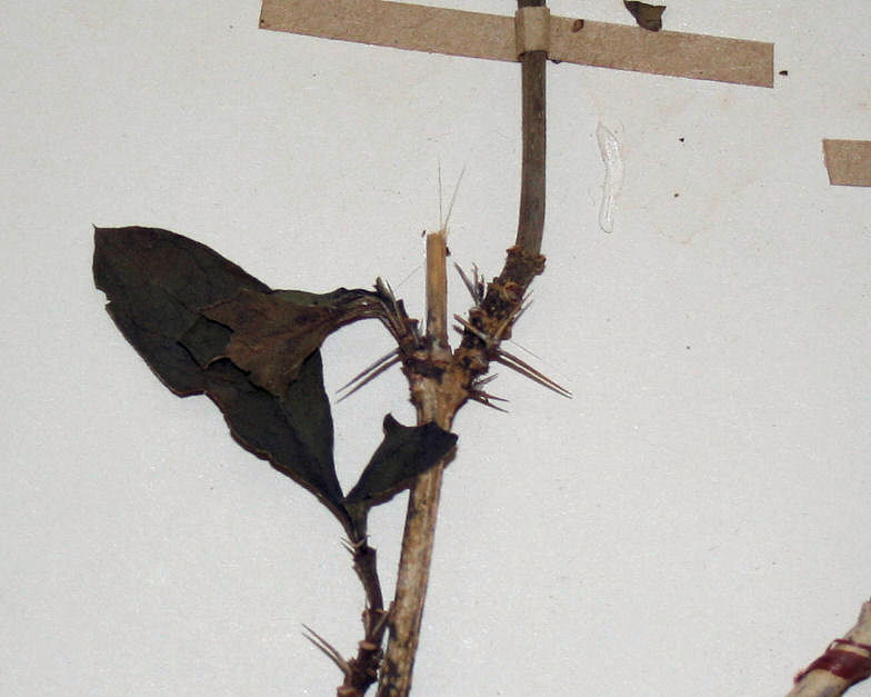 Barleria ameliae Barleria ameliae