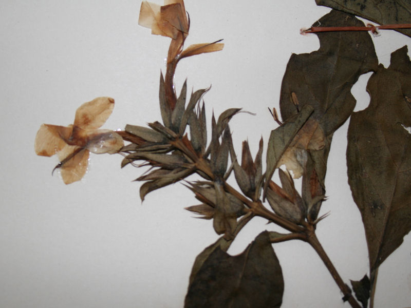 Barleria ameliae Barleria ameliae