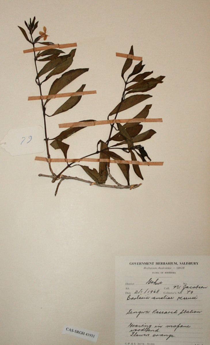 Barleria ameliae Barleria ameliae
