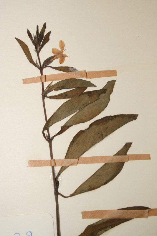 Barleria ameliae Barleria ameliae