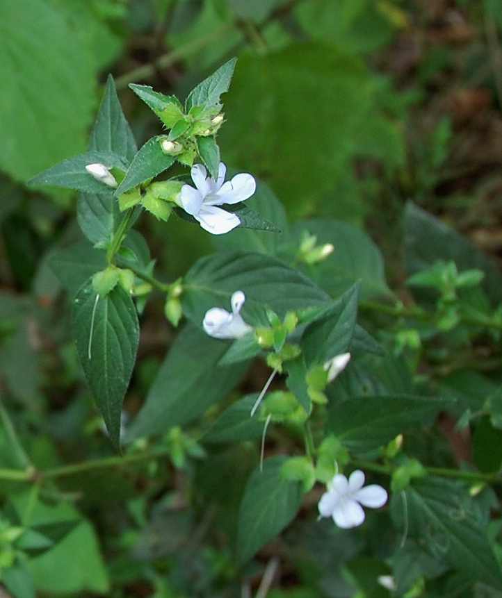 Barleria ventricosa Barleria ventricosa