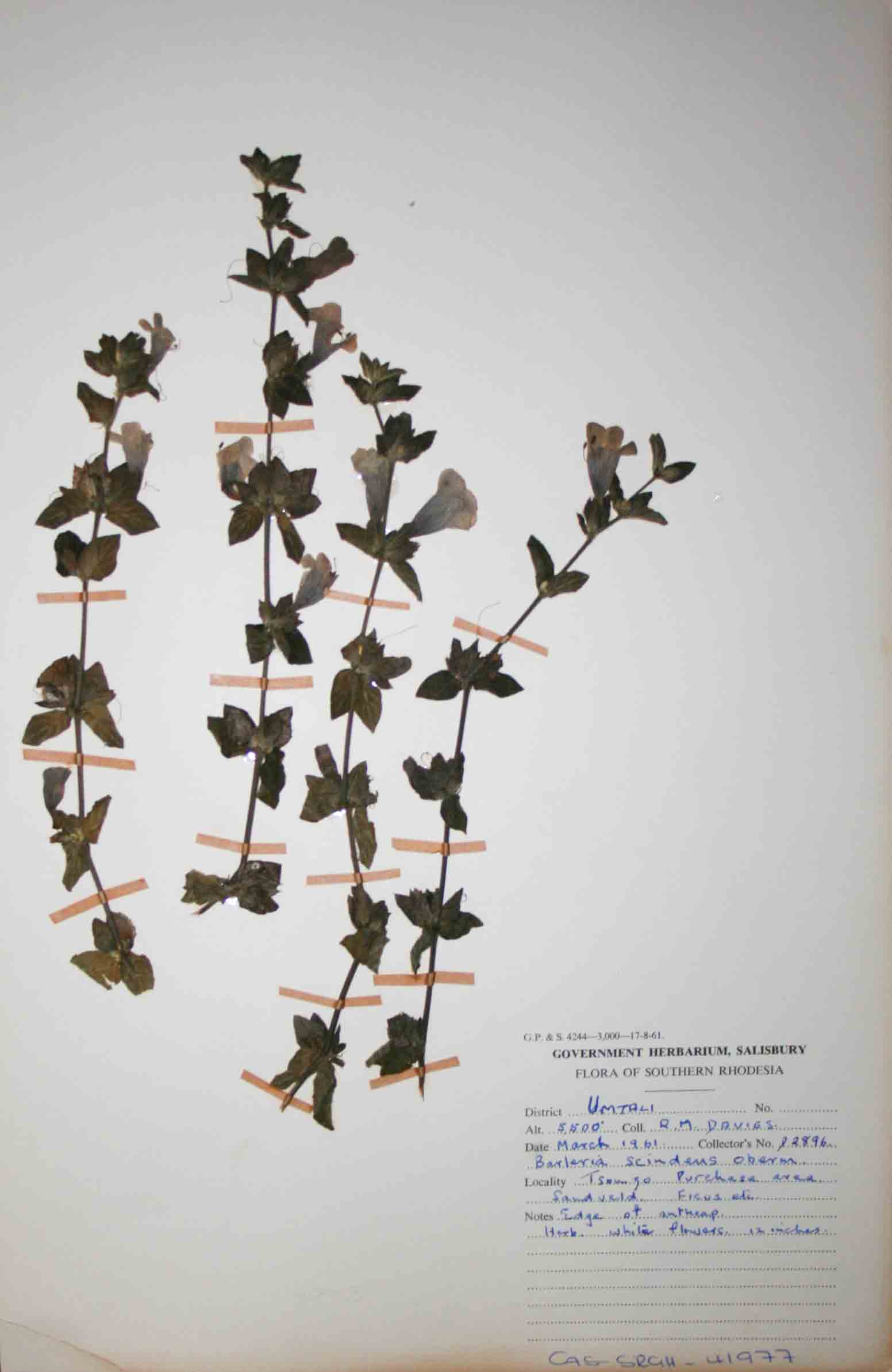 Barleria ventricosa Barleria ventricosa