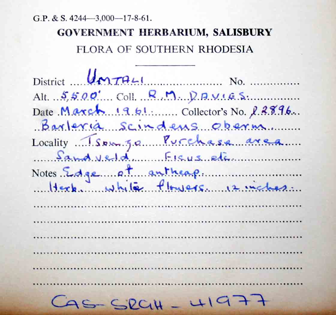 Barleria ventricosa Barleria ventricosa