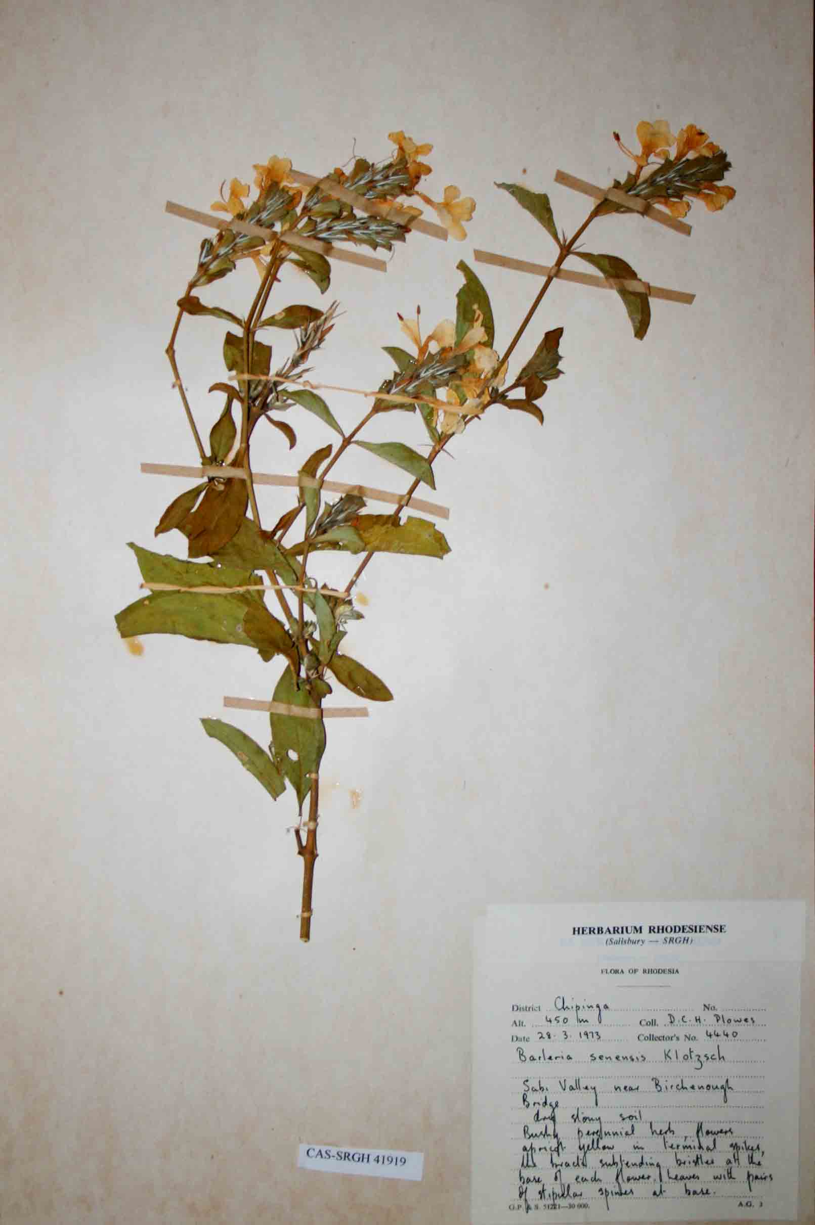 Barleria senensis Barleria senensis