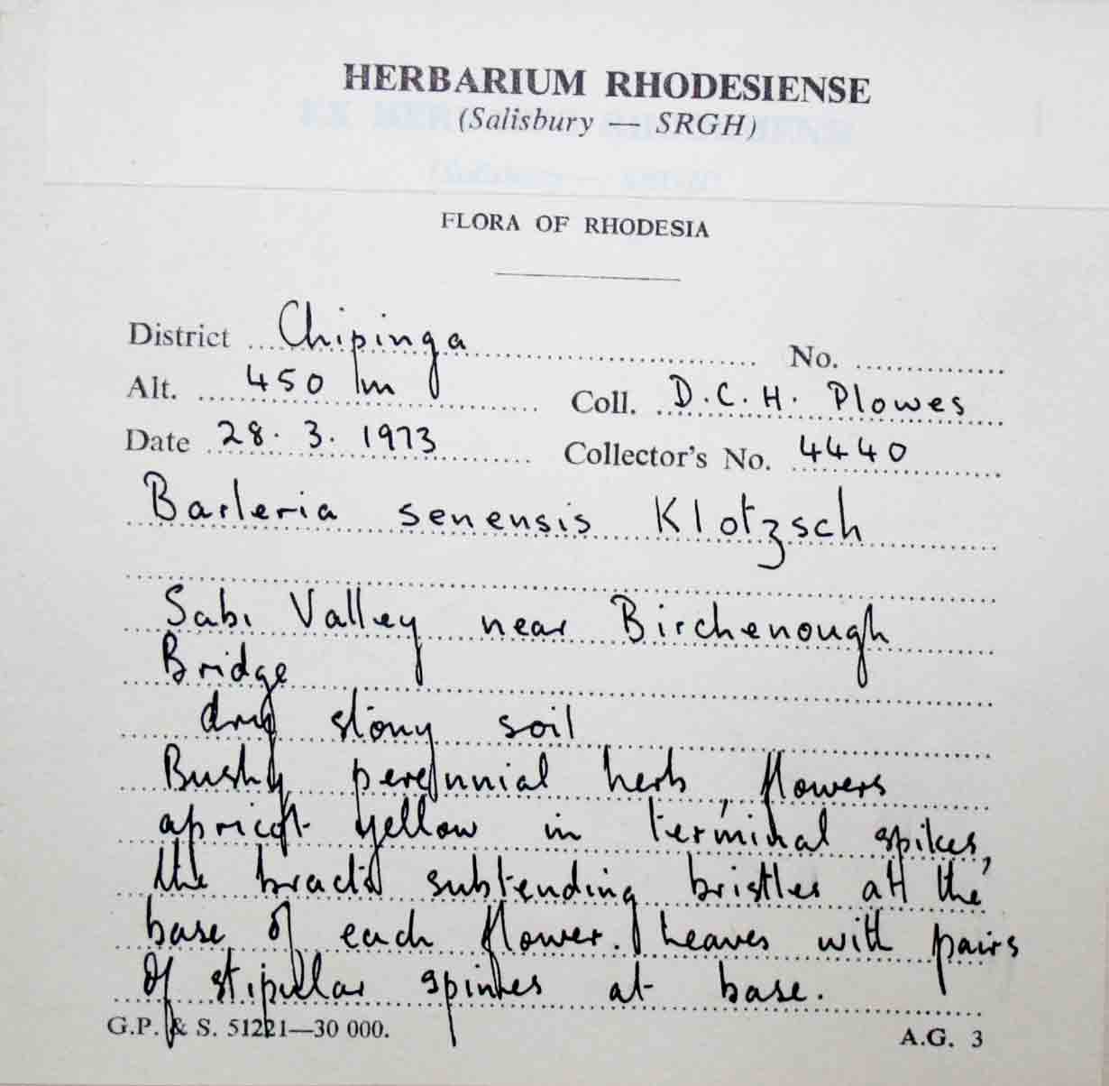 Barleria senensis Barleria senensis