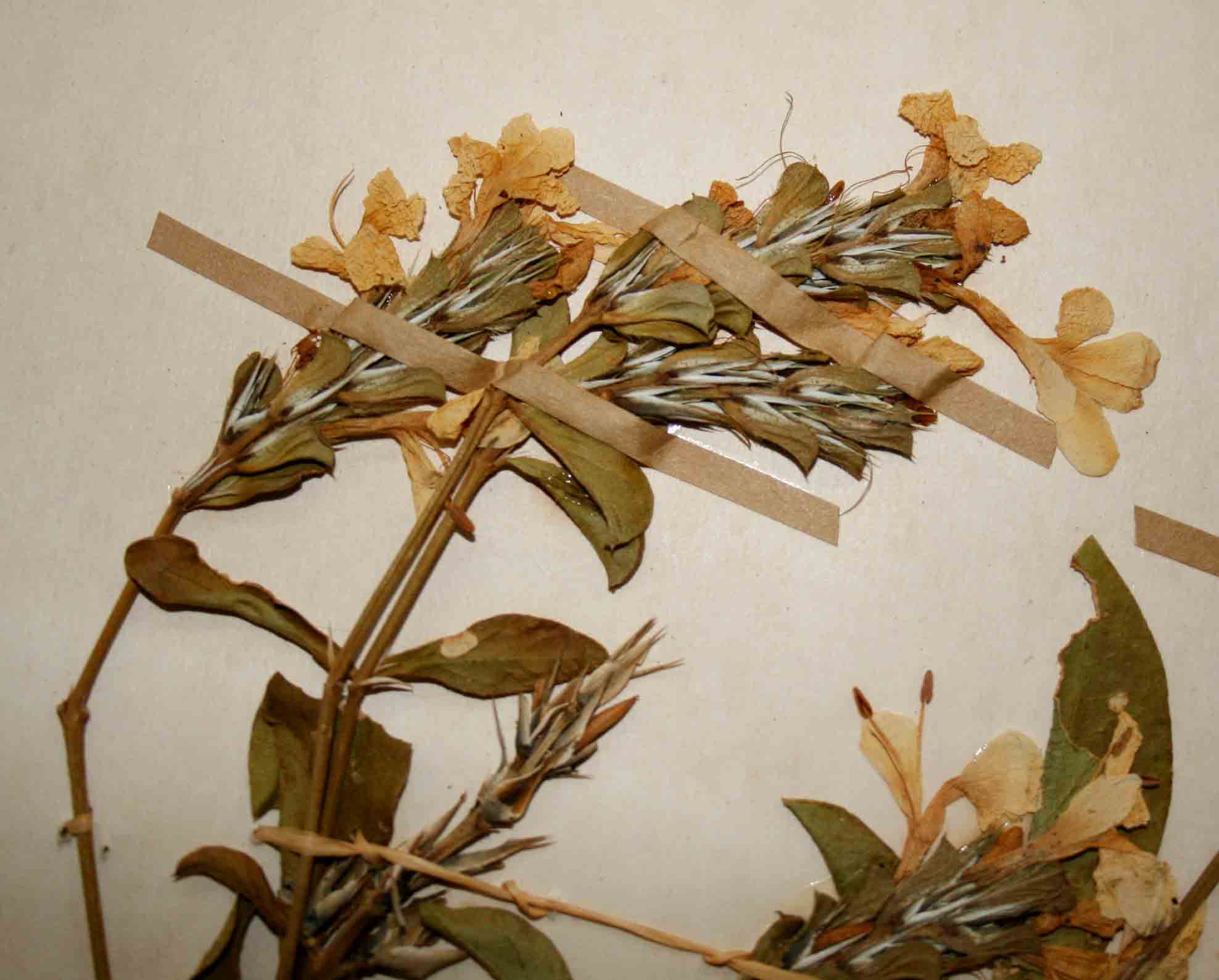 Barleria senensis Barleria senensis