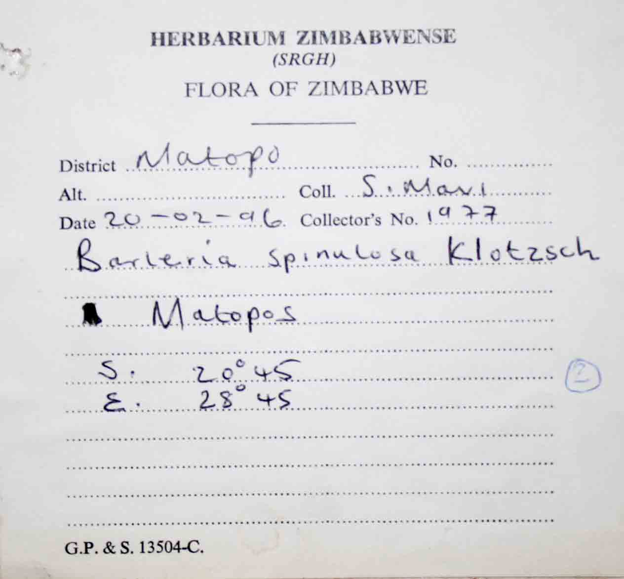 Barleria spinulosa subsp. spinulosa Barleria spinulosa subsp. spinulosa