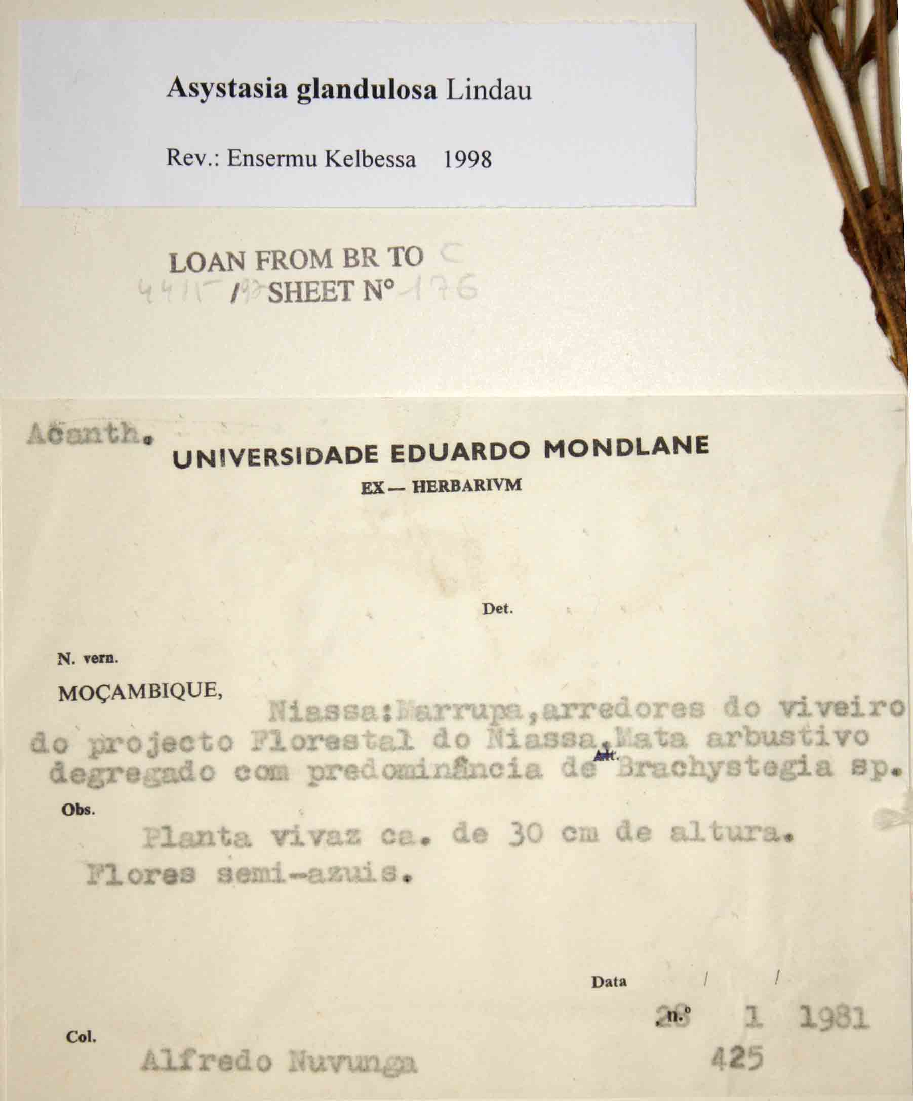 Asystasia glandulosa Asystasia glandulosa