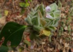 Dicliptera heterostegia