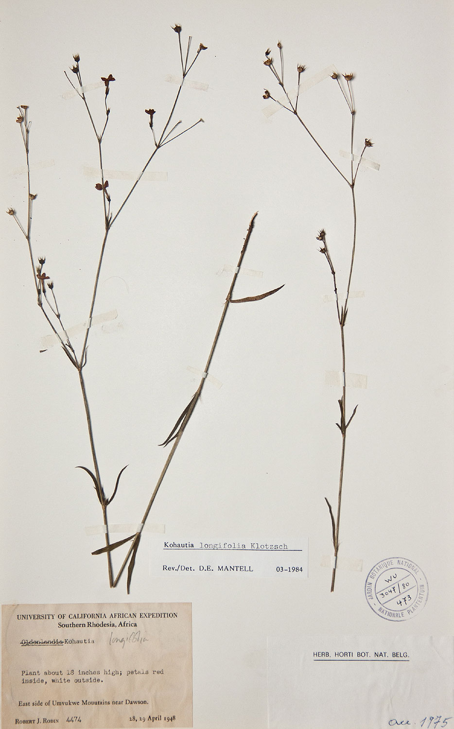 Cordylostigma longifolium Cordylostigma longifolium