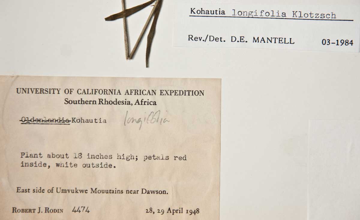 Cordylostigma longifolium Cordylostigma longifolium