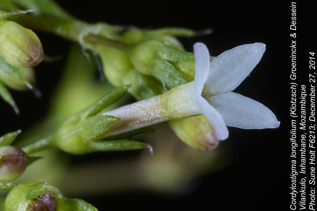 Cordylostigma longifolium Cordylostigma longifolium