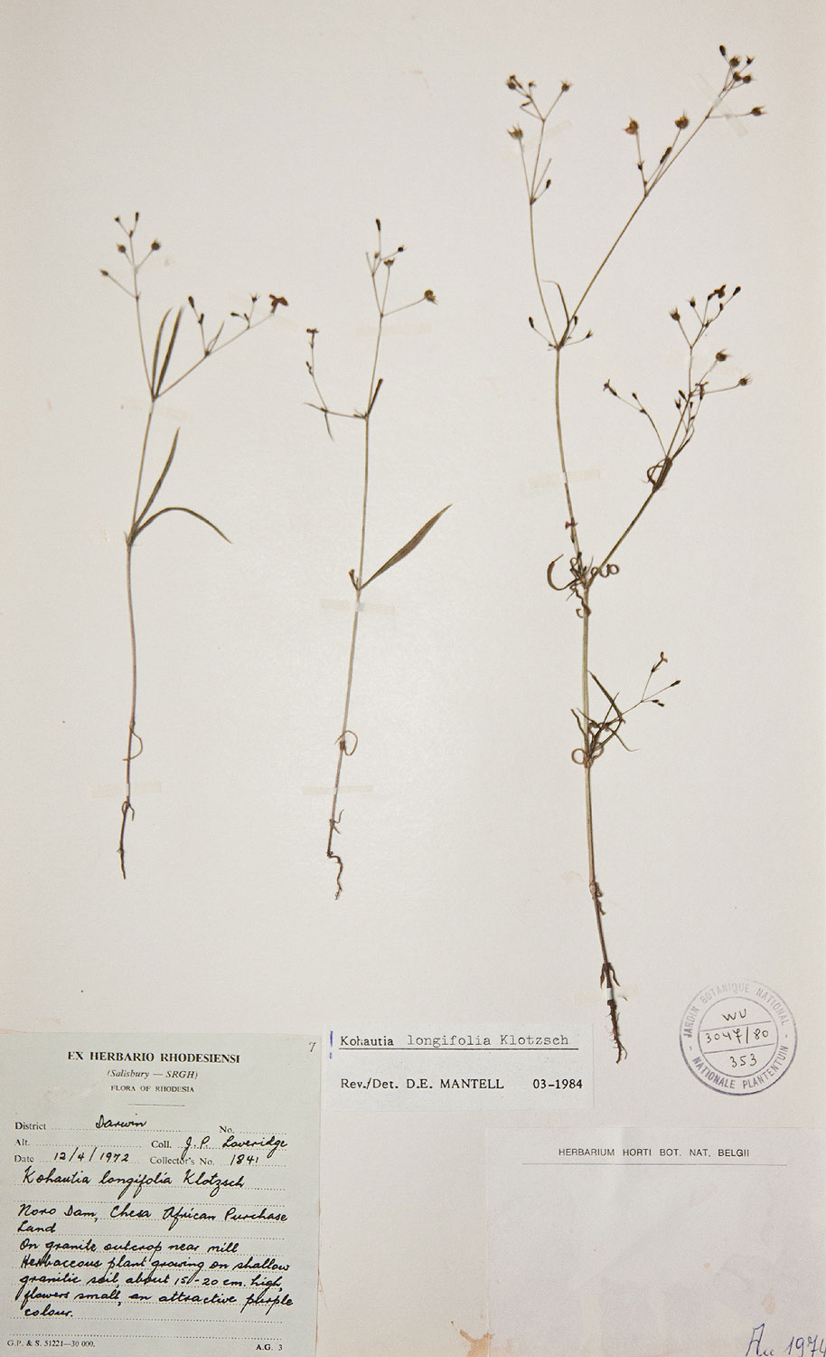 Cordylostigma longifolium Cordylostigma longifolium