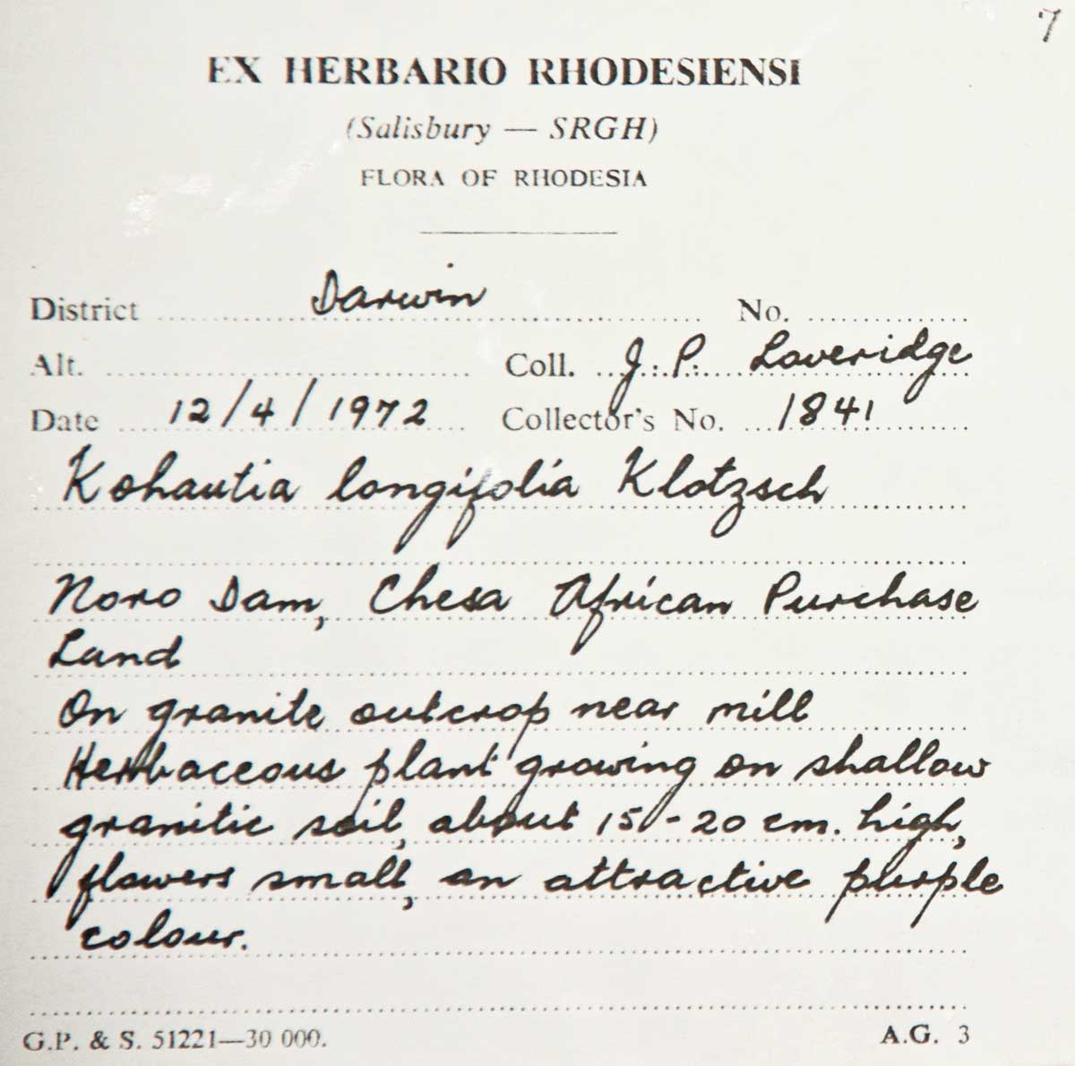 Cordylostigma longifolium Cordylostigma longifolium