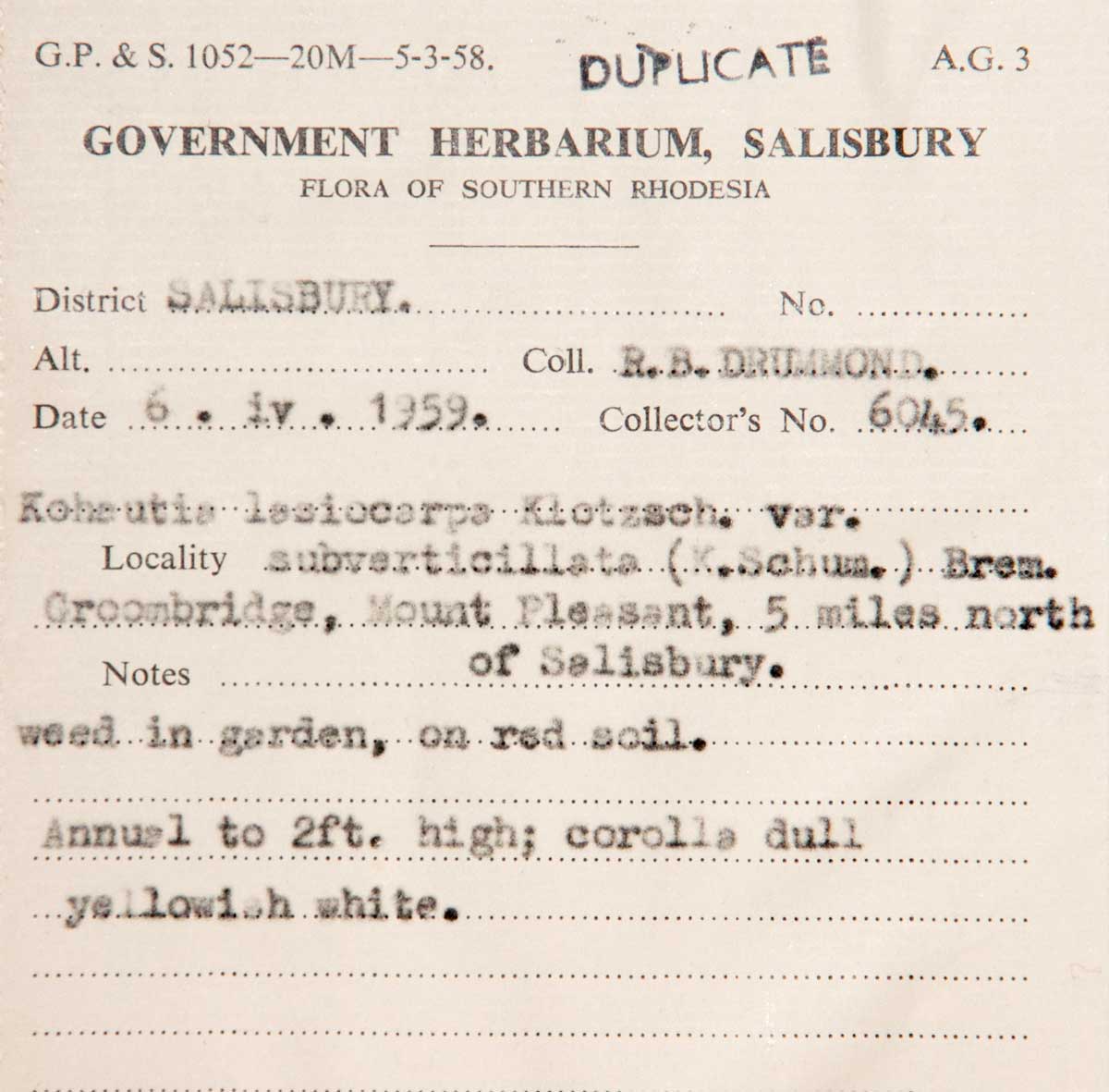 Kohautia subverticillata subsp. subverticillata Kohautia subverticillata subsp. subverticillata