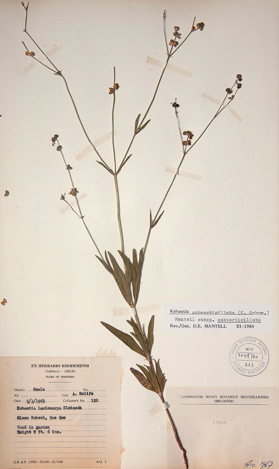 Kohautia subverticillata subsp. subverticillata Kohautia subverticillata subsp. subverticillata