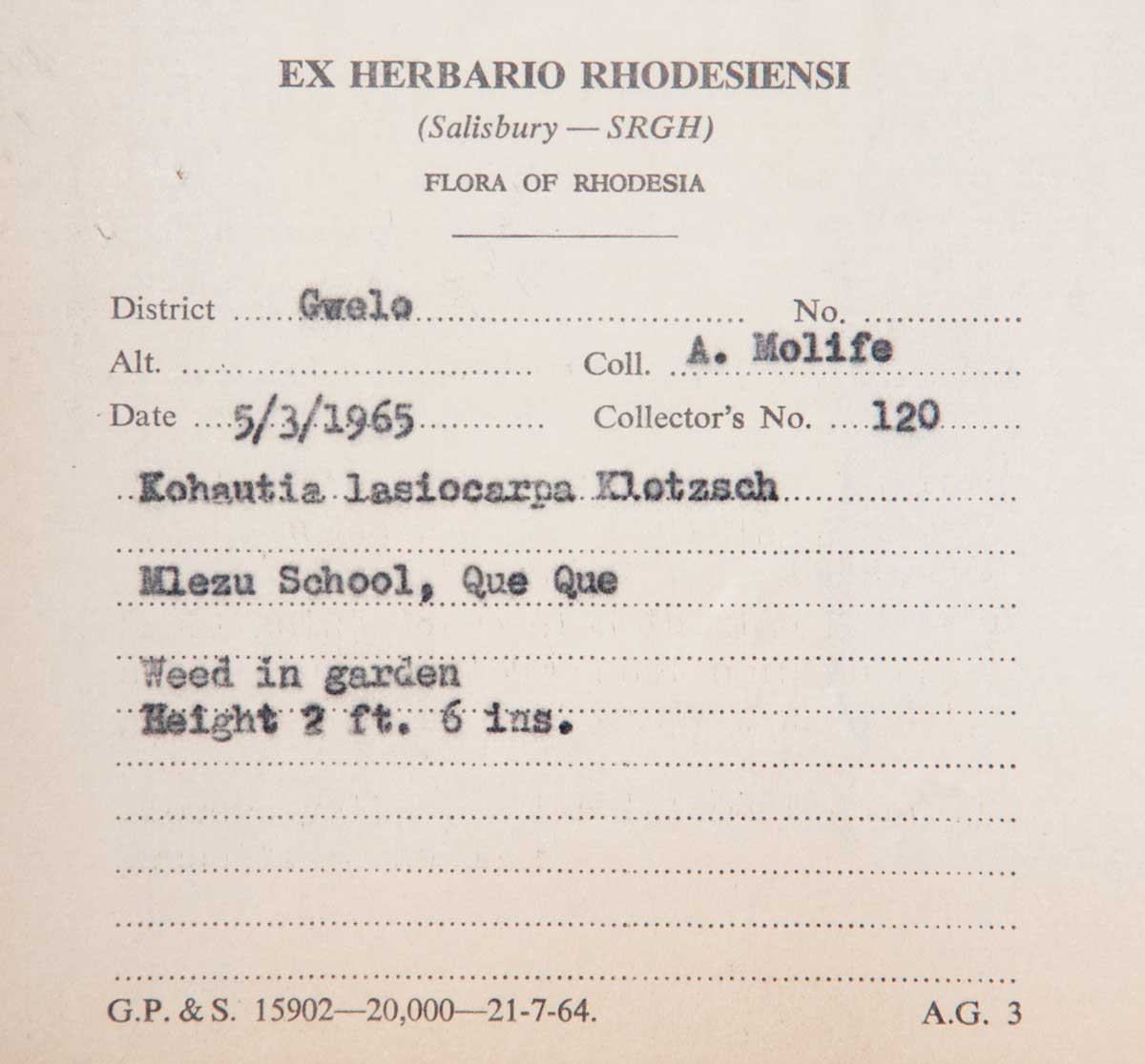 Kohautia subverticillata subsp. subverticillata Kohautia subverticillata subsp. subverticillata