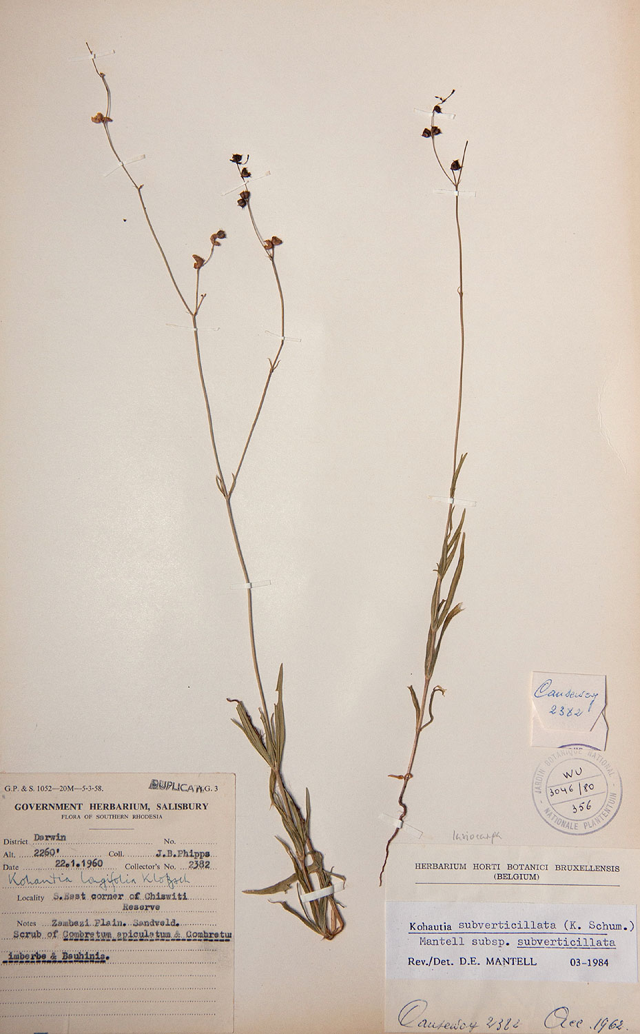 Kohautia subverticillata subsp. subverticillata Kohautia subverticillata subsp. subverticillata