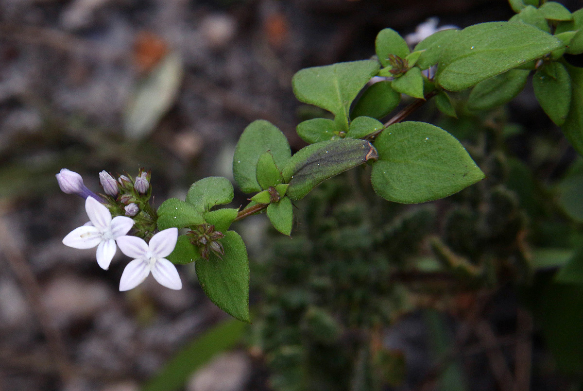 Oldenlandia rupicola var. rupicola Oldenlandia rupicola var. rupicola