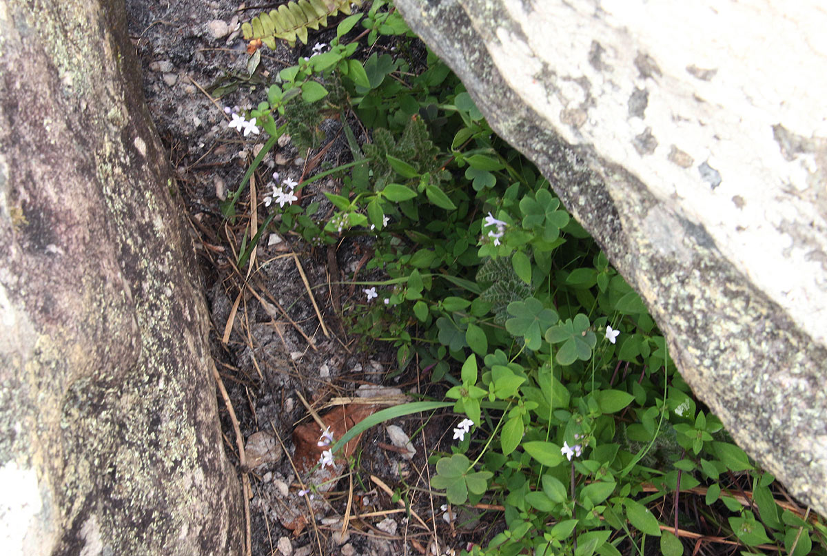 Oldenlandia rupicola var. rupicola Oldenlandia rupicola var. rupicola